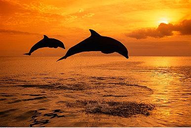 《义贼侦探诺斯里》首支PV公开 12月22日发售